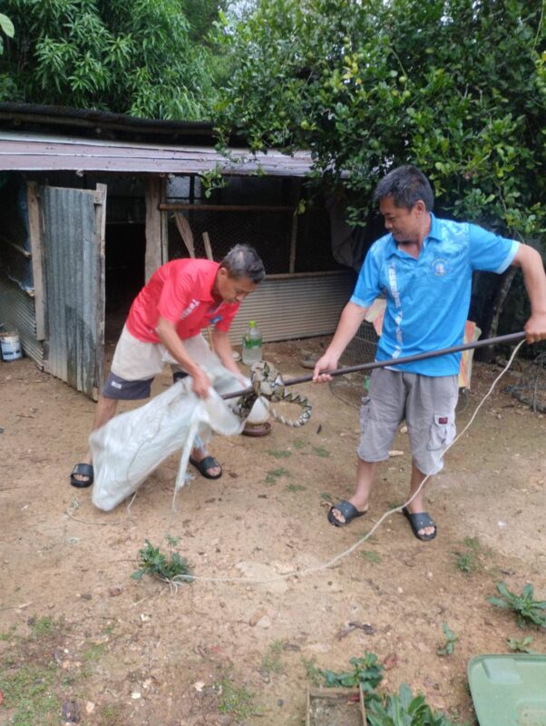 ออกช่วยเหลือประชาชนจับงู ในเขตบ้านปรางค์พัฒนา ๒